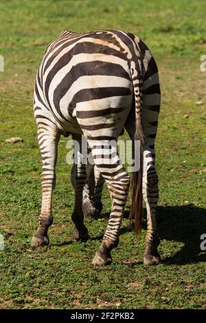 La zebra di Grant (Equus quagga boehmi) è la più piccola delle sei sottospecie della zebra pianeggiante. Zoo Nazionale della Repubblica Dominicana, Santo Domingo. Foto Stock