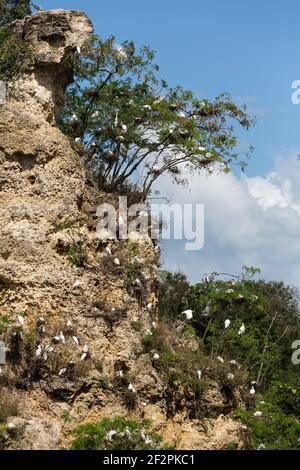 Un gregge misto di bestiame selvatico, Egrets, Bubulcus ibis e Great Egrets, Ardea Alba, nidificano tra alberi su una scogliera di pietra calcarea sui terreni della Repubblica Dominicana Foto Stock