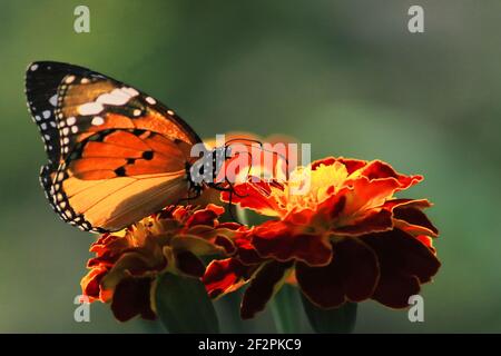 bella tigre pianura o regina africana o farfalla monarca africano (danaus chrysippus) sta raccogliendo nettare da fiori, giardino delle farfalle in india Foto Stock