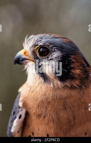 Il gheppio americano, Falco sparverius, è il più piccolo e più diffuso di tutti i falchi del Nord America. Foto Stock