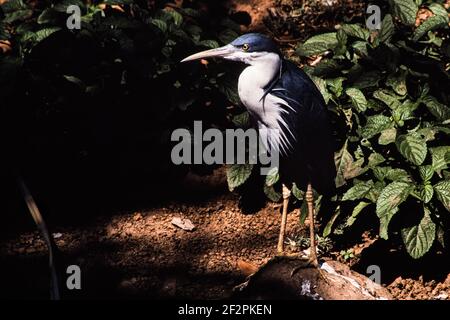 Il Ped Heron si trova sulle coste settentrionali dell'Australia e sulle coste meridionali della Nuova Guinea. Mangiano rane, pesci, granchi e altri piccoli ani acquatici Foto Stock