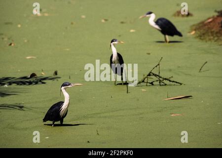 Il Ped Heron si trova sulle coste settentrionali dell'Australia e sulle coste meridionali della Nuova Guinea. Mangiano rane, pesci, granchi e altri piccoli ani acquatici Foto Stock