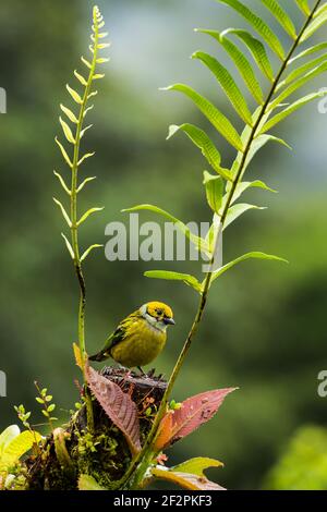 Il Tanager dalle tonalità argentee, Tangara icterocephalaIt, è residente dalla Costa Rica attraverso Panama all'Ecuador e Colombia. Si alimenta principalmente su piccolo Foto Stock