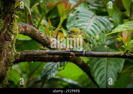 Il Tanager dalle tonalità argentee, Tangara icterocephalaIt, è residente dalla Costa Rica attraverso Panama all'Ecuador e Colombia. Si alimenta principalmente su piccolo Foto Stock