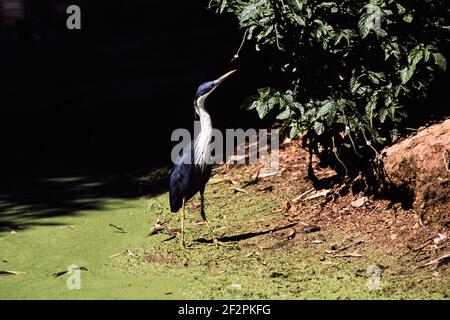 Il Ped Heron si trova sulle coste settentrionali dell'Australia e sulle coste meridionali della Nuova Guinea. Mangiano rane, pesci, granchi e altri piccoli ani acquatici Foto Stock