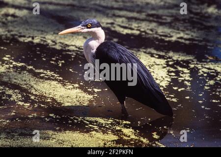 Il Ped Heron si trova sulle coste settentrionali dell'Australia e sulle coste meridionali della Nuova Guinea. Mangiano rane, pesci, granchi e altri piccoli ani acquatici Foto Stock