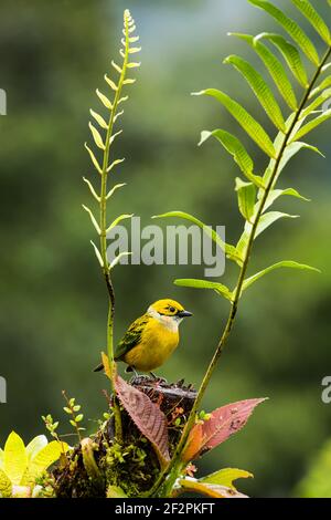 Il Tanager dalle tonalità argentee, Tangara icterocephalaIt, è residente dalla Costa Rica attraverso Panama all'Ecuador e Colombia. Si alimenta principalmente su piccolo Foto Stock