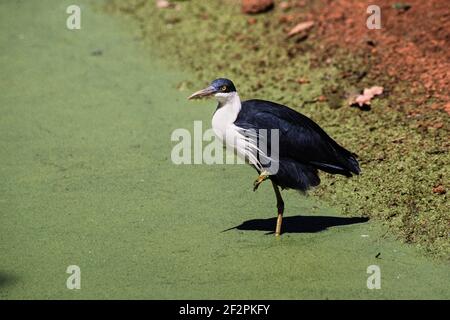 Il Ped Heron si trova sulle coste settentrionali dell'Australia e sulle coste meridionali della Nuova Guinea. Mangiano rane, pesci, granchi e altri piccoli ani acquatici Foto Stock