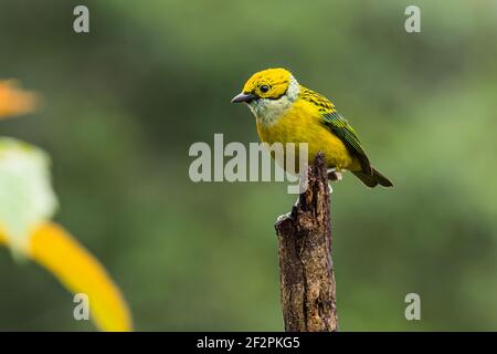 Il Tanager dalle tonalità argentee, Tangara icterocephalaIt, è residente dalla Costa Rica attraverso Panama all'Ecuador e Colombia. Si alimenta principalmente su piccolo Foto Stock