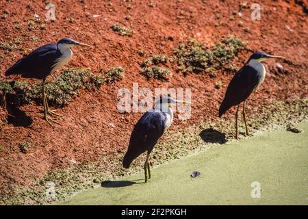 Il Ped Heron si trova sulle coste settentrionali dell'Australia e sulle coste meridionali della Nuova Guinea. Mangiano rane, pesci, granchi e altri piccoli ani acquatici Foto Stock