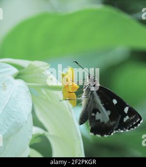 udaspes folus o erba demone farfalla sta raccogliendo nettare da fiore e aiuta a impollinazione Foto Stock