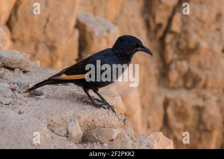 Uno Starling del Tristar, Onychognathus tristramii, alle rovine di Masada nel Parco Nazionale di Masada in Israele. Foto Stock