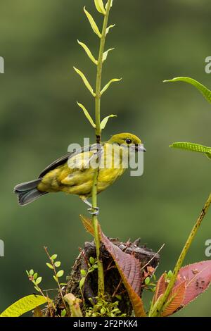 Il Tanager dalle tonalità argentee, Tangara icterocephalaIt, è residente dalla Costa Rica attraverso Panama all'Ecuador e Colombia. Si alimenta principalmente su piccolo Foto Stock