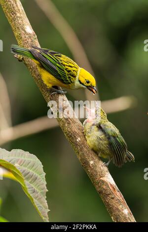 Il Tanager dalle tonalità argentee, Tangara icterocephalaIt, è residente dalla Costa Rica attraverso Panama all'Ecuador e Colombia. Si alimenta principalmente su piccolo Foto Stock