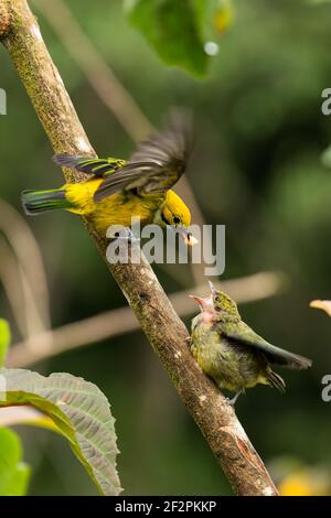 Il Tanager dalle tonalità argentee, Tangara icterocephalaIt, è residente dalla Costa Rica attraverso Panama all'Ecuador e Colombia. Si alimenta principalmente su piccolo Foto Stock