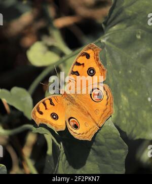 bella farfalla pansy pavone o almana junonia è seduta su una foglia verde in una foresta pluviale tropicale, bengala occidentale, india Foto Stock