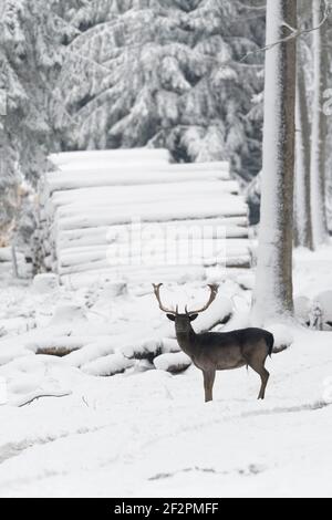 Allaccia i cervi in inverno su un sentiero forestale, Spessart, Baviera, Germania Foto Stock