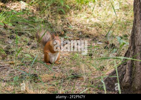 Scoiattolo rosso si trova vicino ad un albero nella foresta Foto Stock