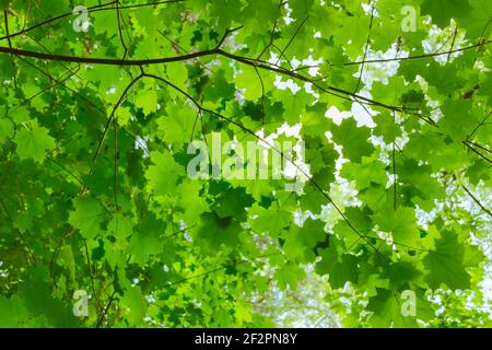 Vista dal basso delle verdi corone di alberi. Foto Stock