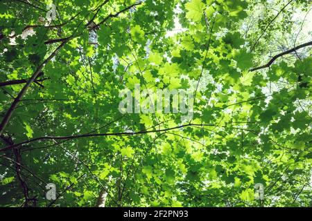 Vista dal basso delle verdi corone di alberi. Foto Stock