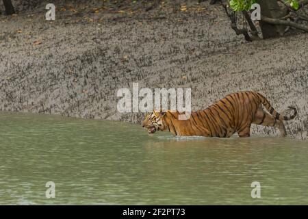 Dominante adulto maschio tigre Bengala cominciando a scendere nelle acque dello stretto canale a Sundarban Tiger Reserve, Bengala occidentale, India Foto Stock