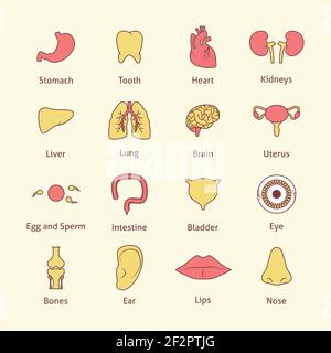 Le icone a linea piatta degli organi umani isolano il cuore del dente dello stomaco illustrazione vettoriale Illustrazione Vettoriale