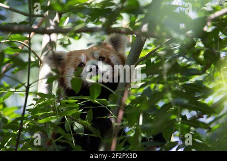 Panda rossa (Ailurus fulgens) testa di un panda rosso guardando attraverso le foglie e. rami di un albero Foto Stock