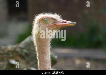 Struzzo dal collo rosso (Struthio camelus camelus) Un singolo adulto rosso struzzo collo con uno sfondo naturale Foto Stock