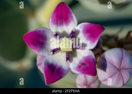 Purple Desert Flower (mela di Sodoma) primo piano macrofotografia su uno sfondo verde verde negli Emirati Arabi Uniti. Messa a fuoco selettiva Foto Stock