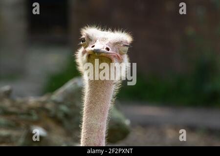 Struzzo dal collo rosso (Struthio camelus camelus) Inquadratura di un Ostrich adulto a collo rosso con un sfondo naturale Foto Stock