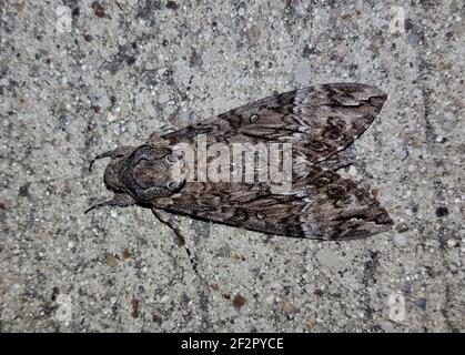 Rosa-puntato Hawkmoth (Agrius cingulata) vista dorsale a Houston, TX su sfondo di pietra. Insetto neotropico distruttivo per le colture di patate dolci. Foto Stock