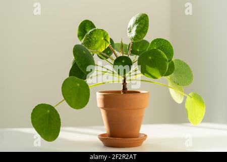 Macro shot di pianta di Pilea peperomioides in terracotta, foglie verdi coperte di gocce d'acqua Foto Stock