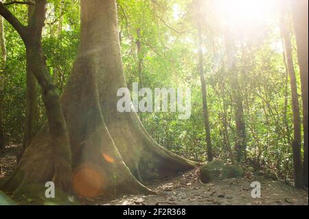 Il fascio di sole splende attraverso una foresta tropicale sul grande albero di Tetramele, raggi di sole luminosi e fantasy con luce chiara. Messa a fuoco morbida. Foto Stock