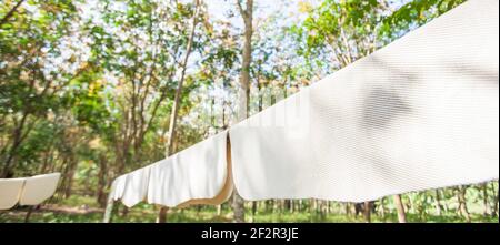 Fogli di gomma grezza su rastrelliera di bambù in piantagione di gomma in estate soleggiato, fogli di gomma naturale essiccati ad aria, agricoltura locale in Thailandia del Sud. Foto Stock