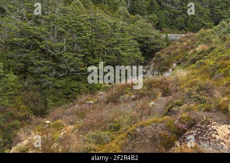 Percorso escursionistico alle Cascate Taranaki nel Parco Nazionale di Tongariro, Regione di Manawatu-Wanganui Sull'Isola del Nord della Nuova Zelanda Foto Stock