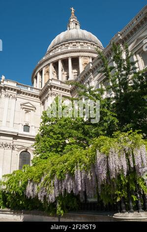 LONDRA, UK - 24 MAGGIO 2010: Glicine che cresce nei giardini del Festival alla Cattedrale di St Paul Foto Stock