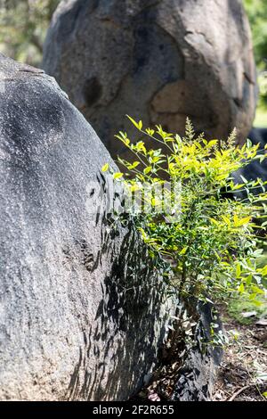 Cowra Japanese Garden, NSW, Australia Foto Stock