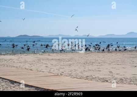 I cormorani si affollano sul Mar Menor a Los Alcazares, Murcia, Spagna Foto Stock