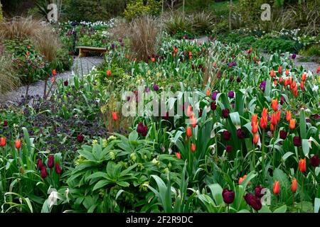 tulipa merlot; tulipa arancio ballerina; allio; allumi; tulipano; tulipani; impianto misto; bordo misto; primavera nel giardino; arancio e porpora f Foto Stock