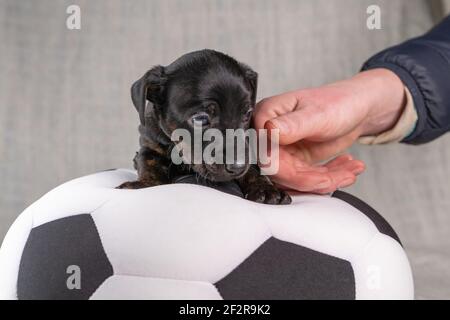 Jack Russell Terrier Puppy giace su una morbida palla giocattolo bianca e nera. Mezzo corpo in colore brindle. Una mano pipistola il cane in modo rassicurante. Messa a fuoco selettiva su Foto Stock