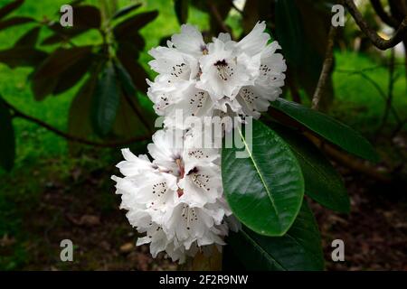 Rhododendron falconeri, falconer rododendro, fiori bianchi, foglie verdi lucide, fogliame, rododendri, primavera in giardino, RM floreale Foto Stock