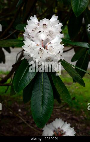 Rhododendron falconeri, falconer rododendro, fiori bianchi, foglie verdi lucide, fogliame, rododendri, primavera in giardino, RM floreale Foto Stock