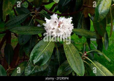 Rhododendron falconeri, falconer rododendro, fiori bianchi, foglie verdi lucide, fogliame, rododendri, primavera in giardino, RM floreale Foto Stock