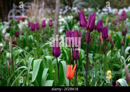 tulipa recreado,,tulipa arancio ballerina,tulipano,tulipani,regime di piantagione mista,confine misto,primavera nel giardino,arancio E fiori viola, RM Floral Foto Stock