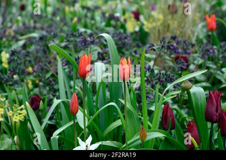 tulipa ballerina arancione,tulipano,tulipani,schema di piantagione mista,bordo misto,primavera in giardino,fiori d'arancio,arancio tulipani, RM Floral Foto Stock