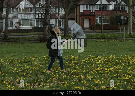 Londra UK 13 marzo 2021 UNA donna cammina attraverso un park a sud di Londra tra i narcisi in un freddo E molto ventoso giorno in London.Paul Quezada-Neiman/Alamy Live News