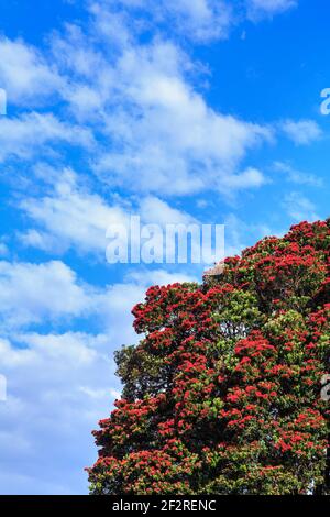 Un albero di pohutukawa della Nuova Zelanda coperto di fiori rossi d'estate Foto Stock