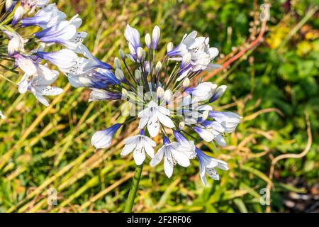 Agapanthus africanus 'Twister' una pianta di fioritura estiva con fiore bianco blu primavera comunemente noto come giglio africano, foto stock Foto Stock