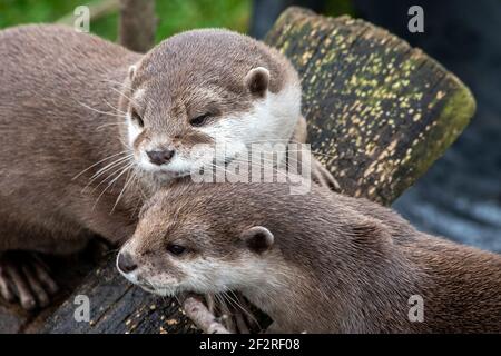 Ciotella artigliata corta asiatica (Amblonyx cinerea) che alimenta ad un fiume un animale che ora è una specie minacciata, foto stock Foto Stock