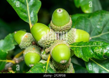 Ghiande che crescono su un ramo di quercia che mostra una crescita verde fresco, immagine foto stock Foto Stock